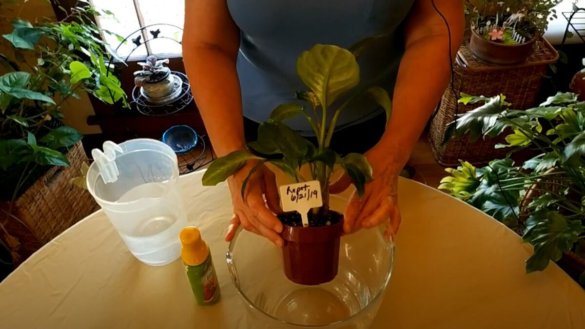 indoor plant in pot ZZ Plant