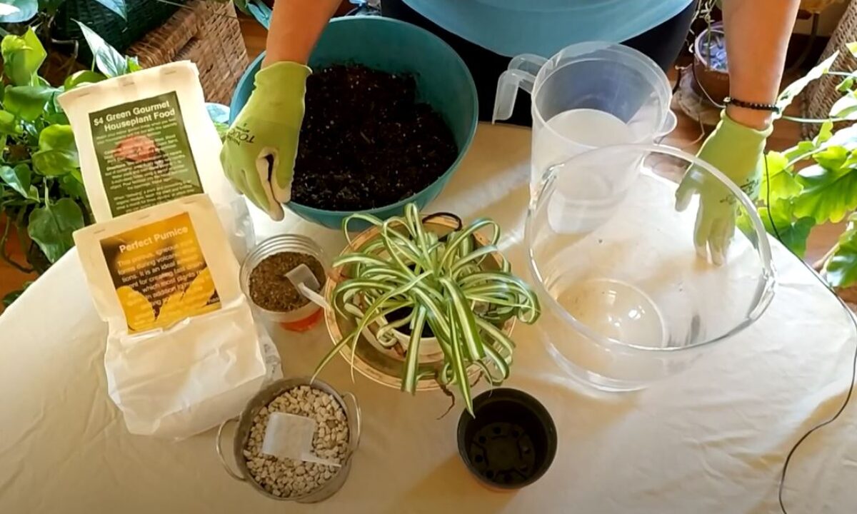 How to Revive a Spider Plant (Part 1)