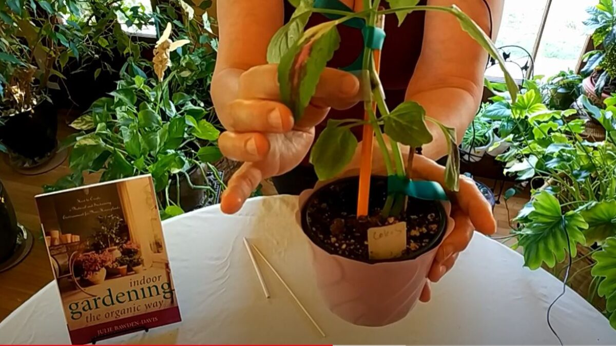 How to Save an Injured Houseplant