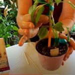 How to Save an Injured Houseplant