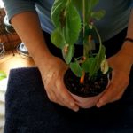 How to Save an Injured Houseplant (Part 2)