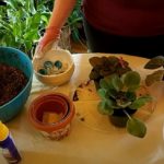 How to Successfully Repot an African Violet