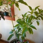 Indoor Avocado Tree Growing Progress (Part 2)