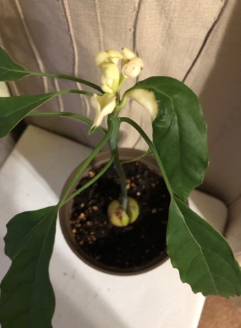 Albino indoor avocado tree