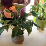 The Secret to Successful Houseplant Repotting/2/3-1/3 combo