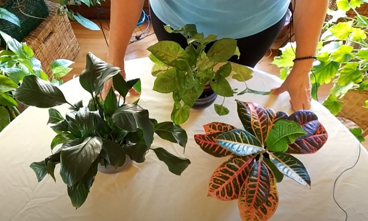 fiddle leaf fig white spots Shop Our Giant Ficus Fiddle Leaf Fig Lyrata Bambino, Indoor Tree Like,  Large Options Available with Thick Clear Trunks