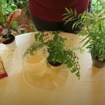 Water your Houseplants with Rainwater