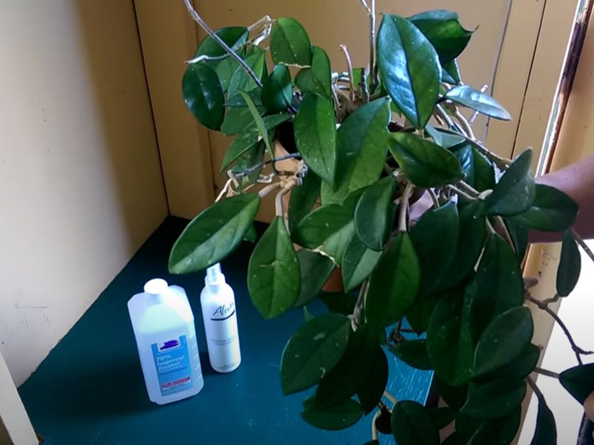 What Are the White, Cottony Bugs on My Houseplants?