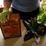 What is Humic Acid and How it Helps Houseplants