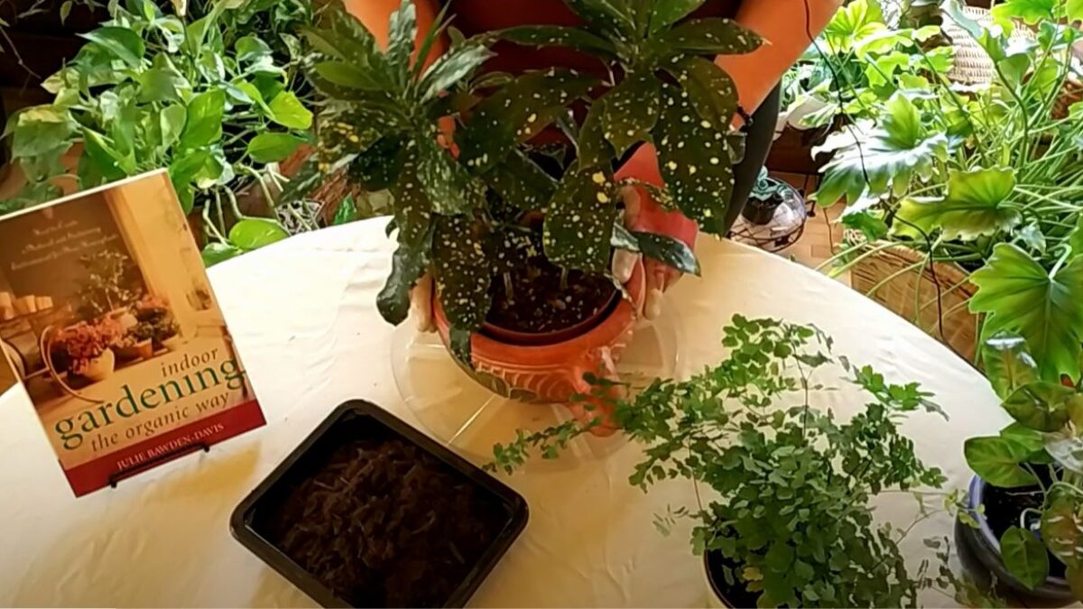 dracaena compacta. Janet Craig Dracaena-Dracaena compacta 'Janet Craig'