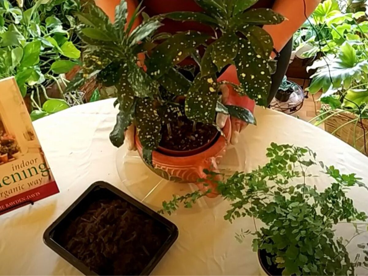 Why and How to Mulch Your Houseplants