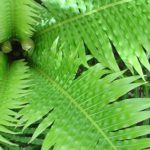 Boston Fern: Growing Nephrolepis exaltata