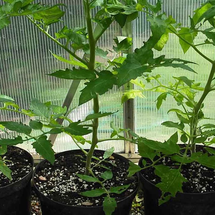 golden zucchini plant Rheinau Gold Yellow Zucchini - Organic Wholesale Refill