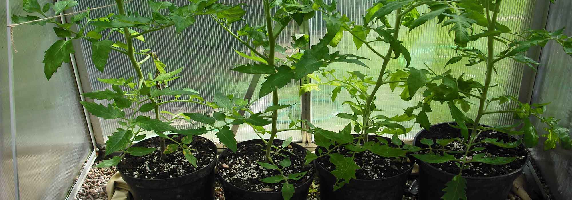 7 Tips for Growing Tasty Tomatoes Indoors - Healthy Houseplants