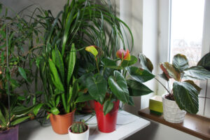 organic soil houseplants