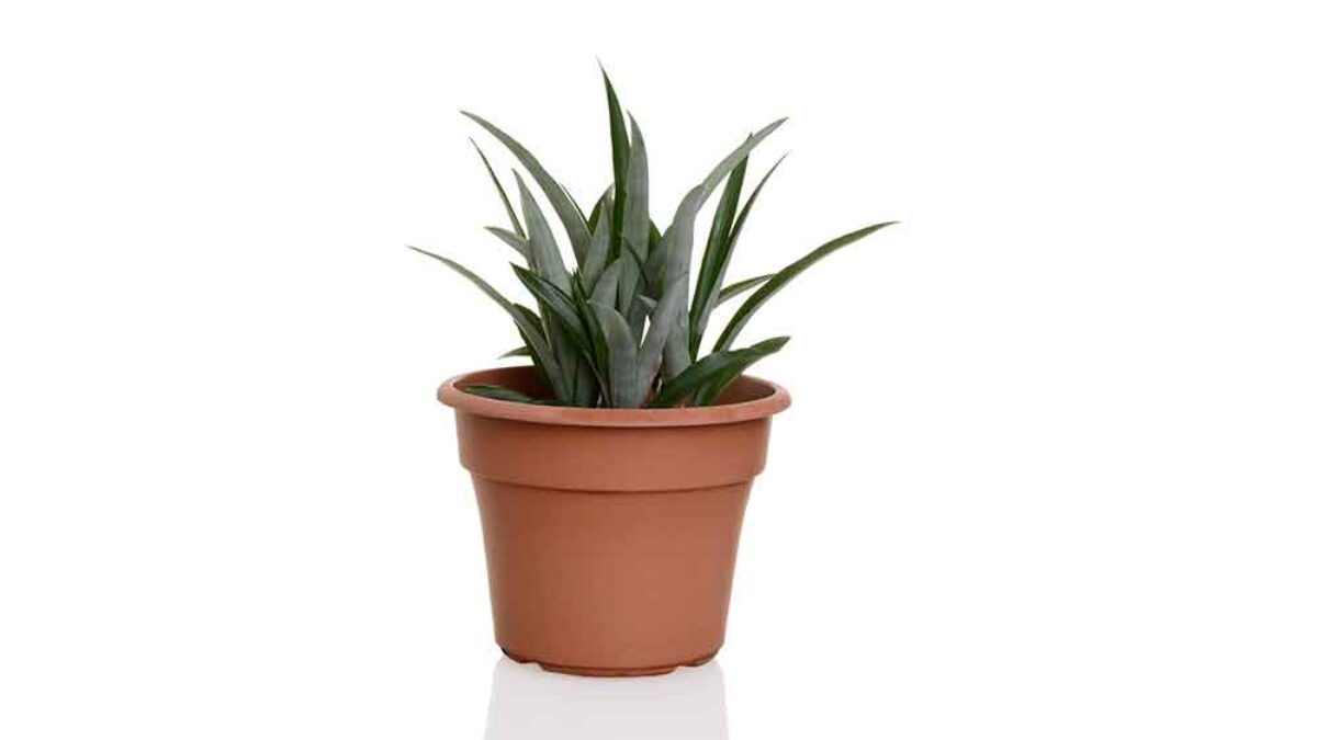 Grow Pineapple Indoors - Healthy Houseplants