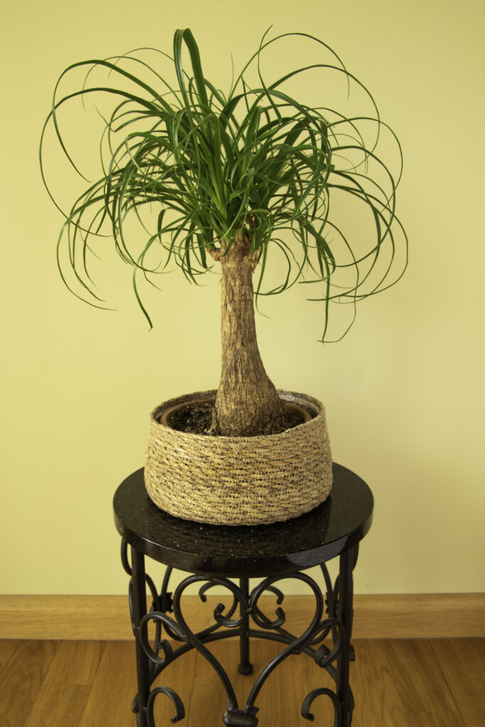 Ponytail palm on plant stand against yellow wall.