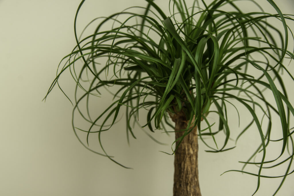 Ponytail palm growing indoors