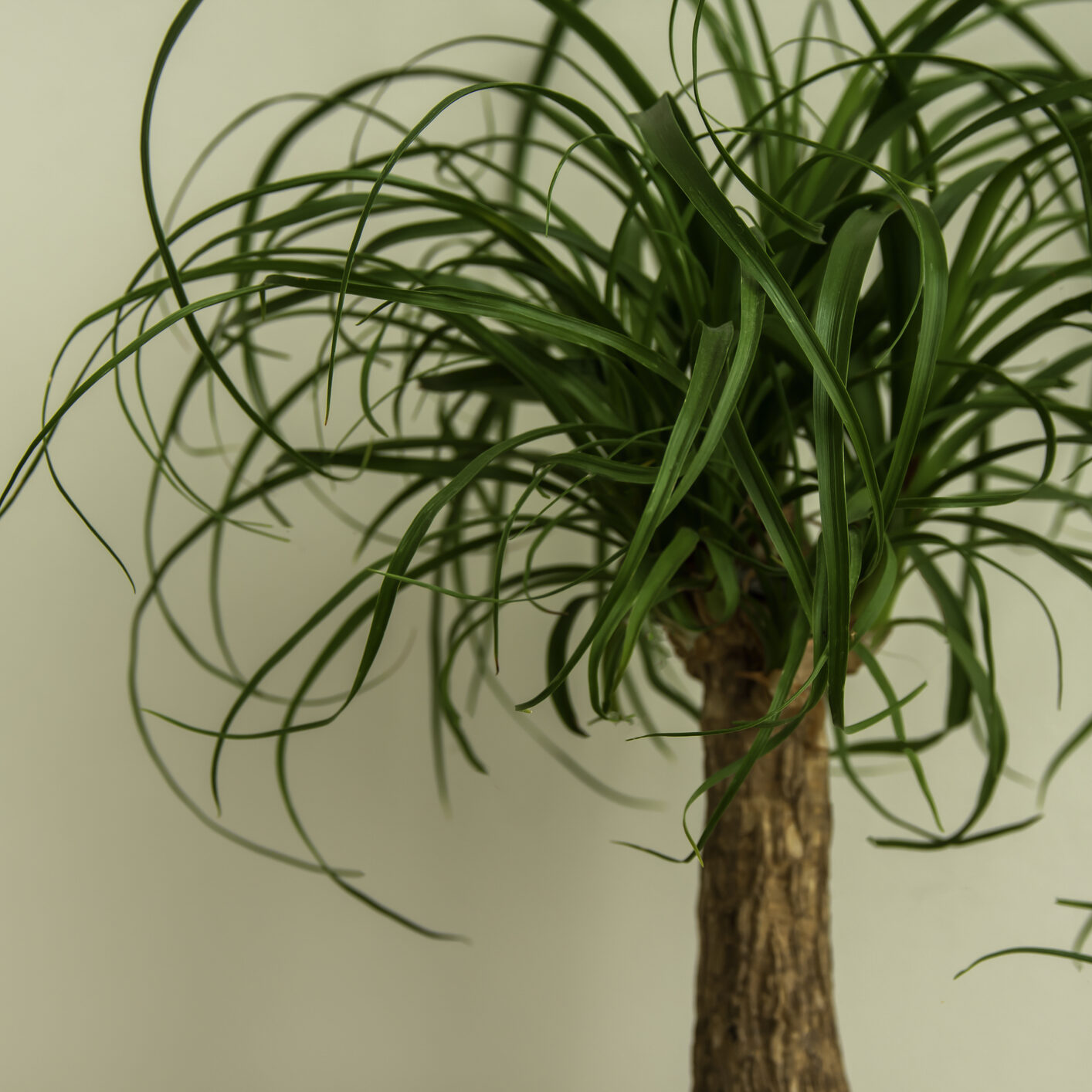 Ponytail Palm Care Indoors - Healthy Houseplants