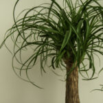 Ponytail Palm Care Indoors