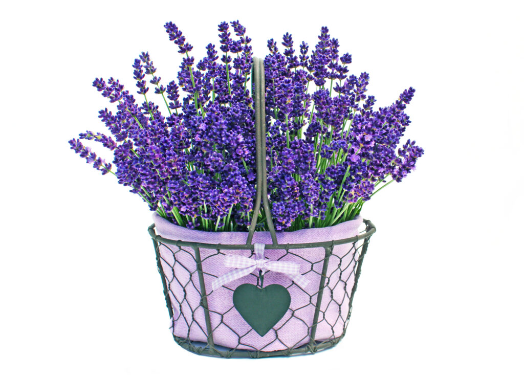 growing flowers from seed like lavender