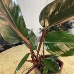 'Red Congo' Philodendron Indoor Care