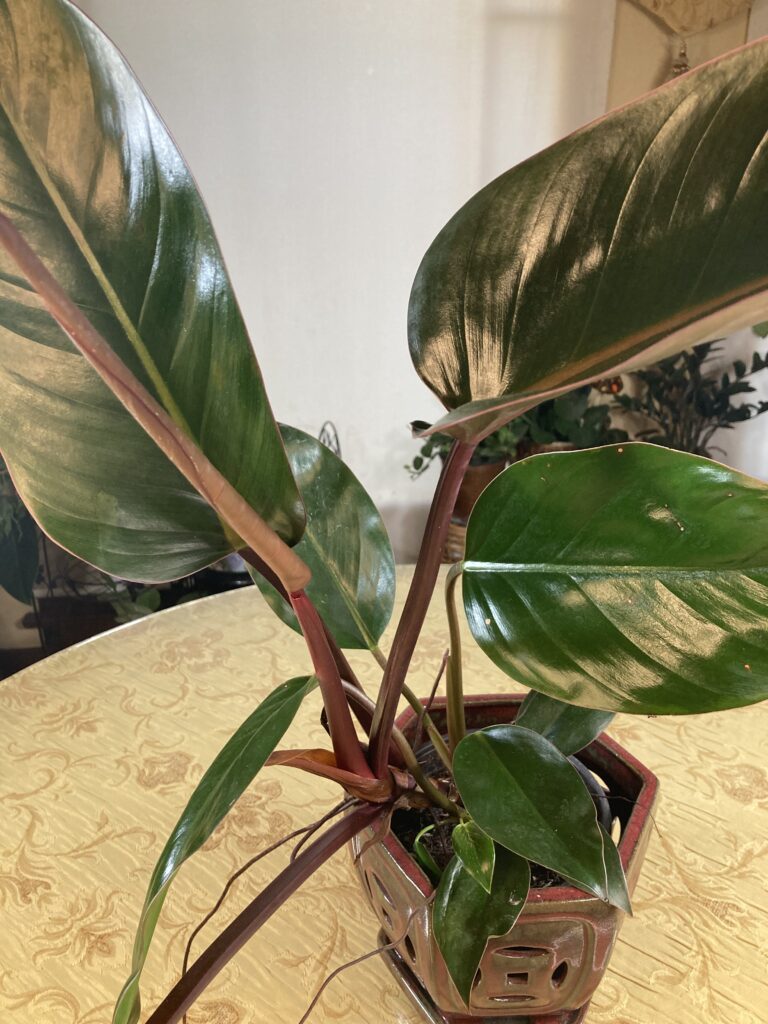 Red Congo Philodendron houseplant