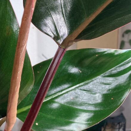 Red Congo Philodendron red stem