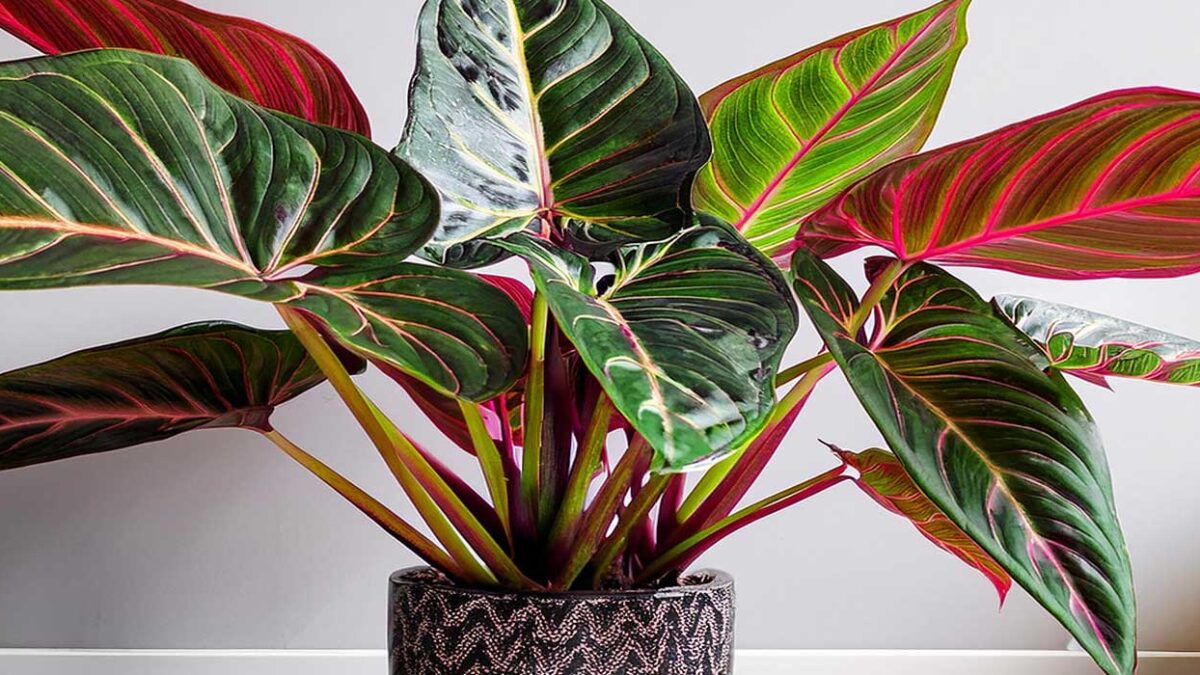 Red Congo Philodendron Indoor Care Red Congo Philodendron Indoor Care