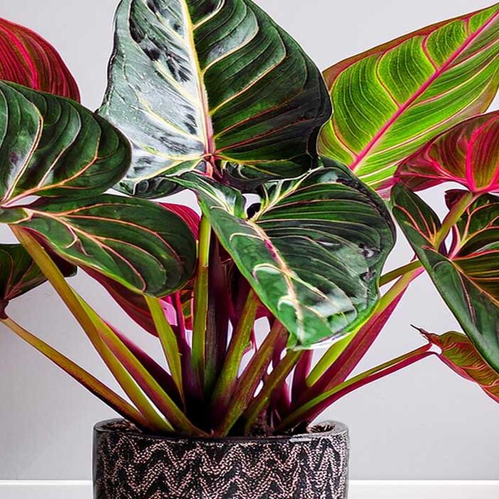 Red Congo Philodendron Indoor Care