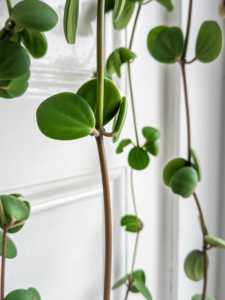 Peperomia Tetraphylla 'Hope' vine