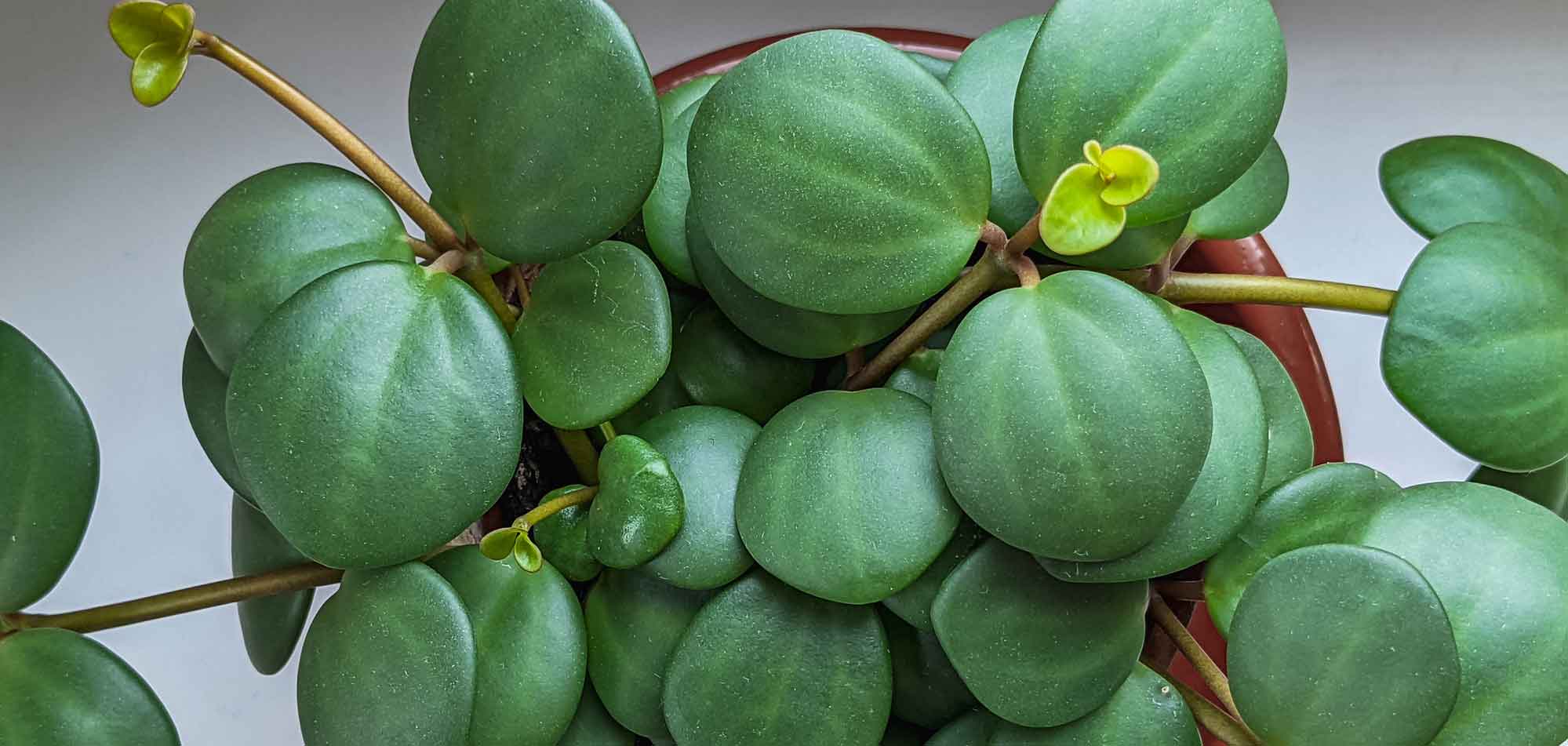 Peperomia tetraphylla 'Hope' Indoor Care