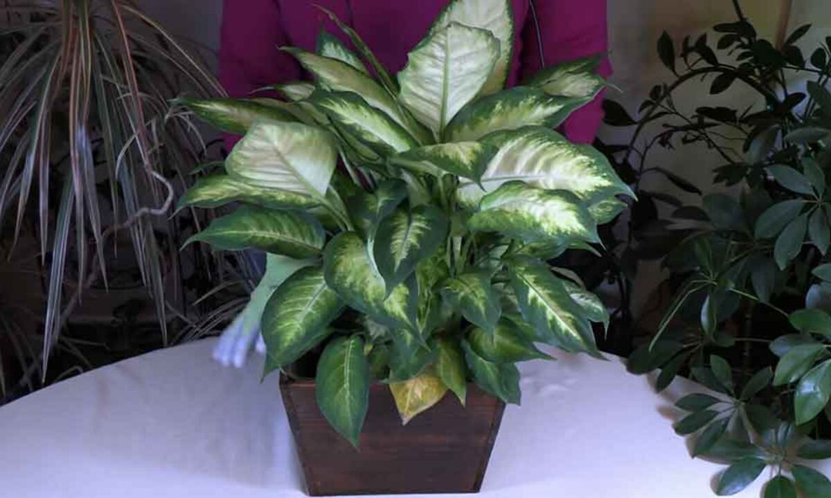 Why Dieffenbachia Leaves Yellow and What to Do About It