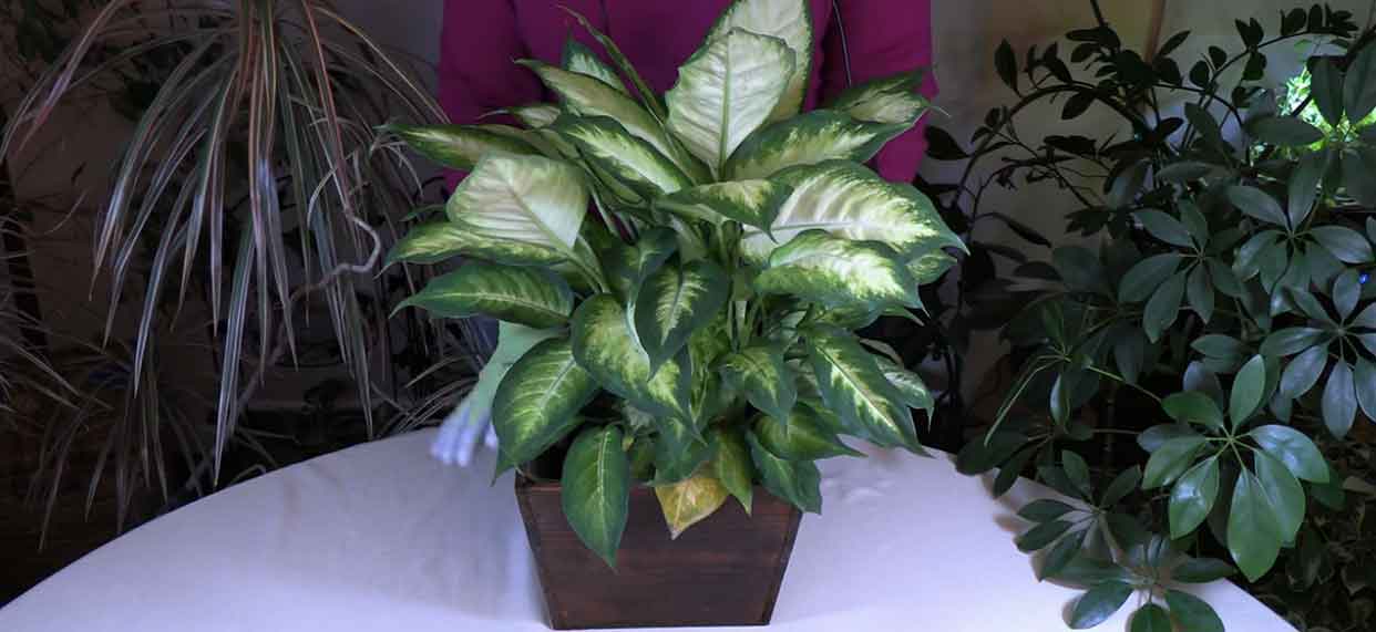 Why Dieffenbachia Leaves Yellow and What to Do About It