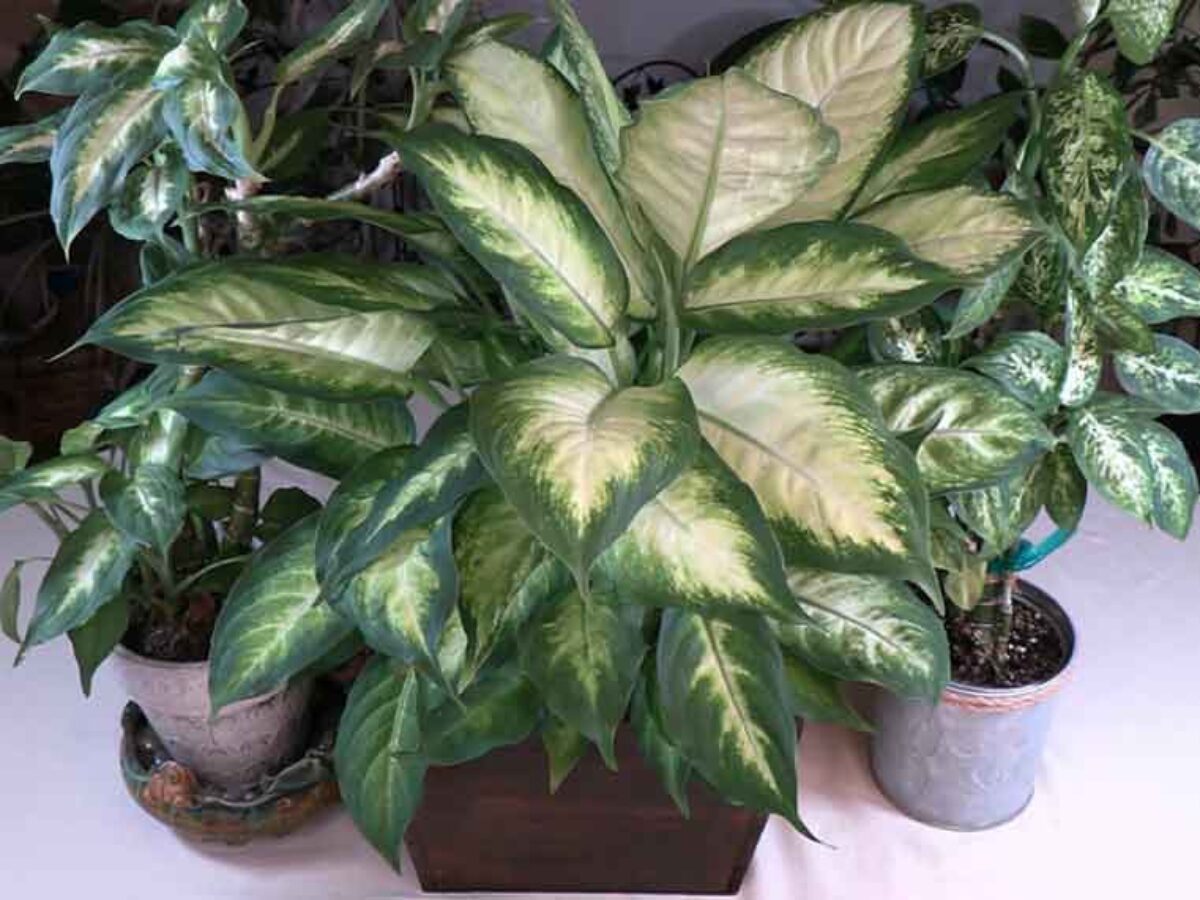 Dieffenbachia (Dumb Cane) Care: What to Know
