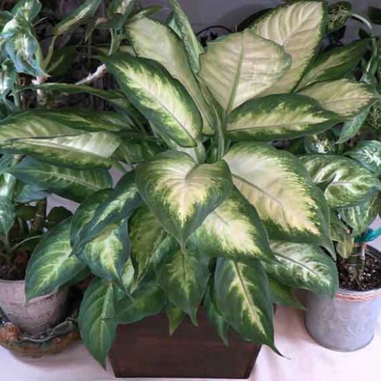 Dieffenbachia (Dumb Cane) Care: What to Know
