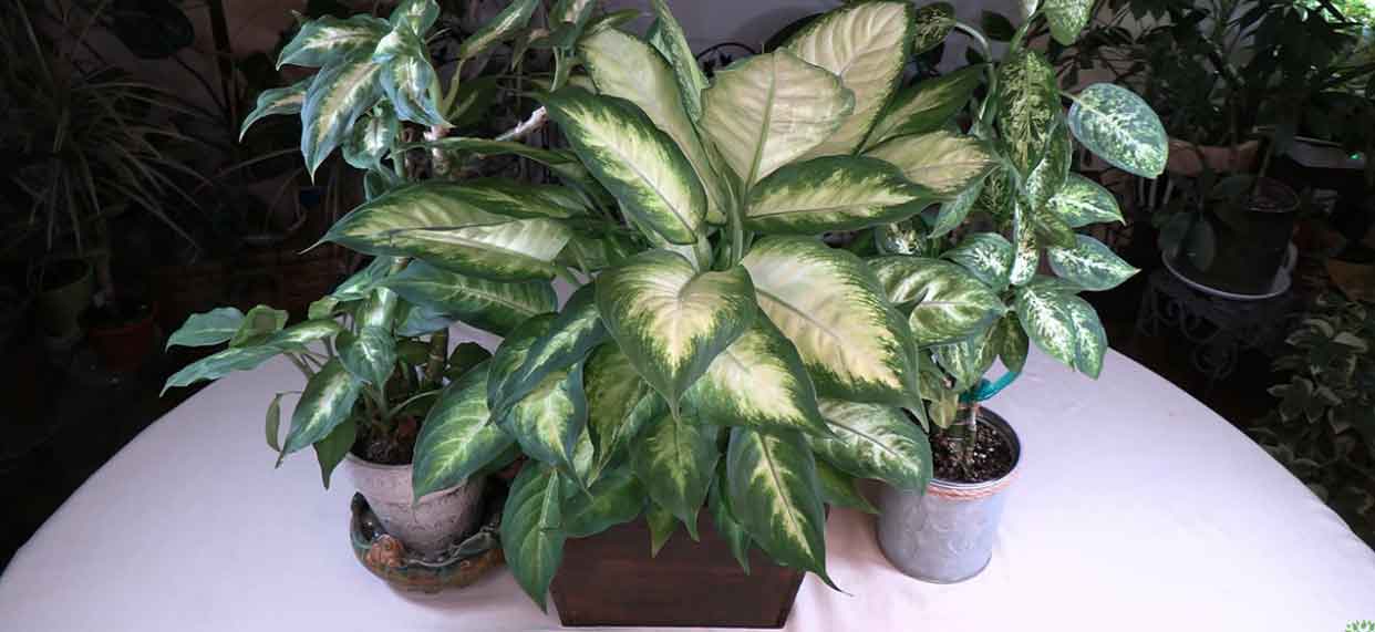 plastic planten Green Plant Food 250ML – Houseplant main image 1
