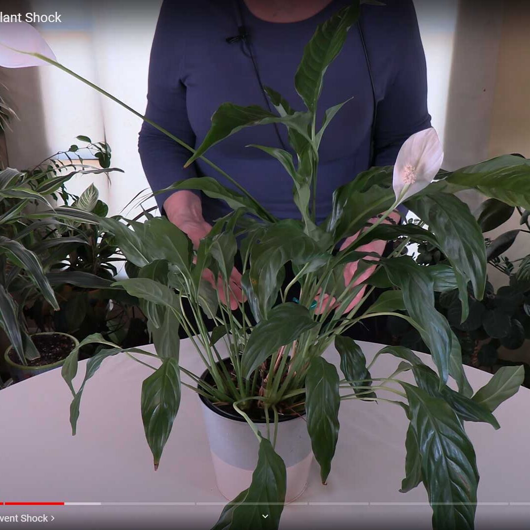 variegated shangri la pothos Epipremnum Aureum - Shangri La Variegated | Uprooted main image 0