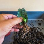 Propagating Houseplants: Simple Methods to Expand Your Indoor Garden
