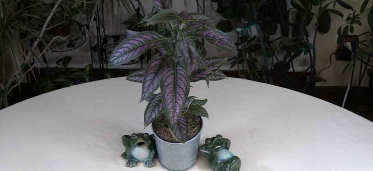 Persian Shield Care
