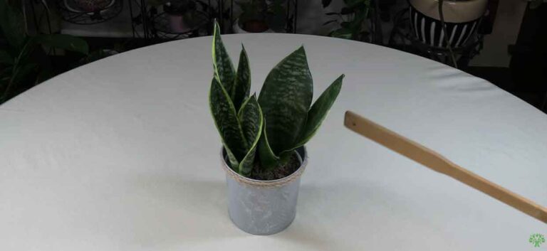 Sansevieria Knows