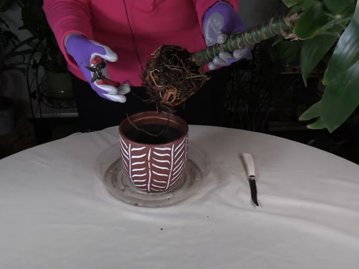 Should You Cut Roots When Repotting Houseplants