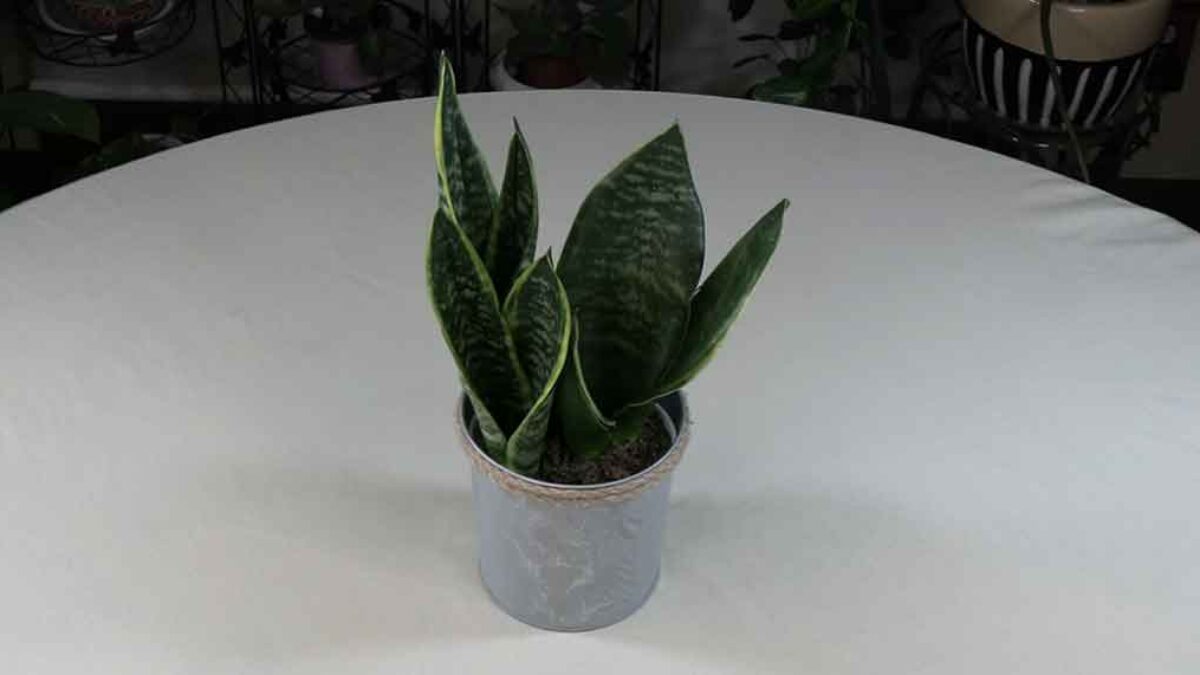 Snake Plant (Sansevieria) History / Plant Stories