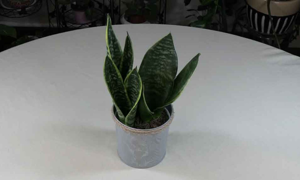 snake plant moonlight Sansevieria Black Moon main image 0