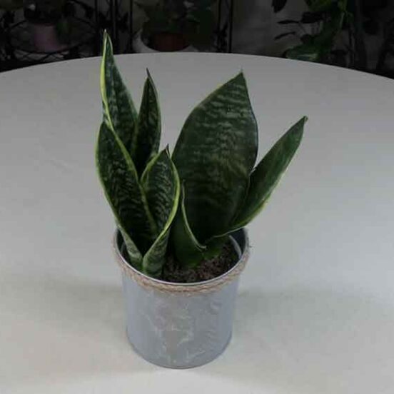 plant pots cute Peropon Plant - Growing Garden