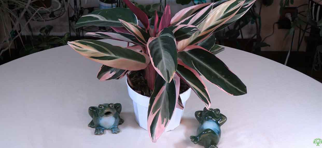 kirschmyrte bonsai kaufen Syzygium
