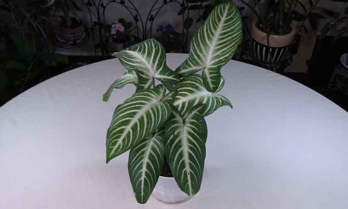Xanthosoma (Caladium) lindenii Care: What to Know