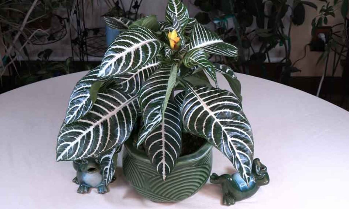 Zebra Plant (Aphelandra squarrosa Dania) Spotlight