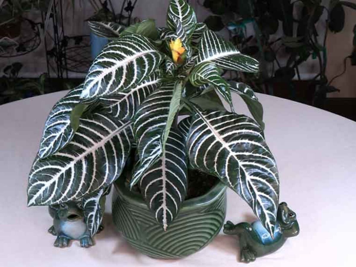 Zebra Plant (Aphelandra squarrosa Dania) Spotlight