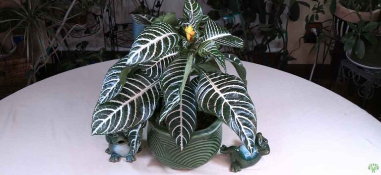 Zebra Plant Spotlight